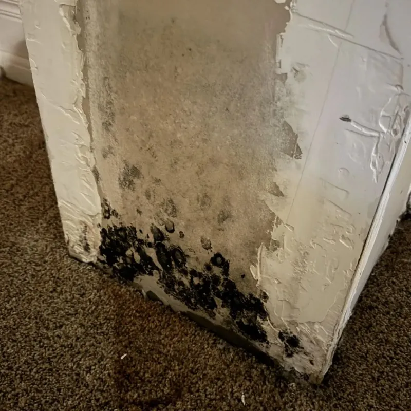 Professional Mold Removal in Boone, NC